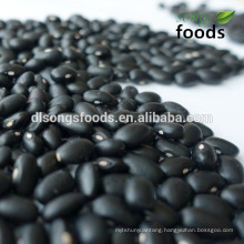 Top quality export black beans specifications